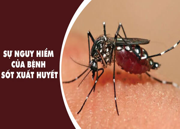 Bạn đã hiểu gì về bệnh sốt xuất huyết?